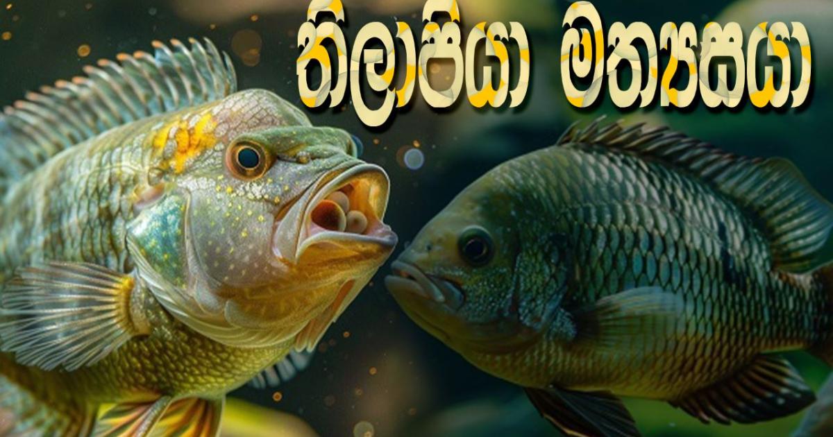 මිහිතලයට මොහොතක් - තිලාපියා මත්‍යසයා | RVA