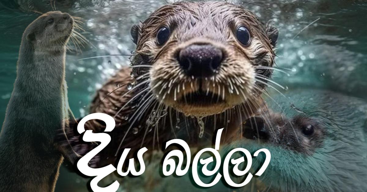 මිහිතලයට මොහොතක් - දිය බල්ලා | RVA
