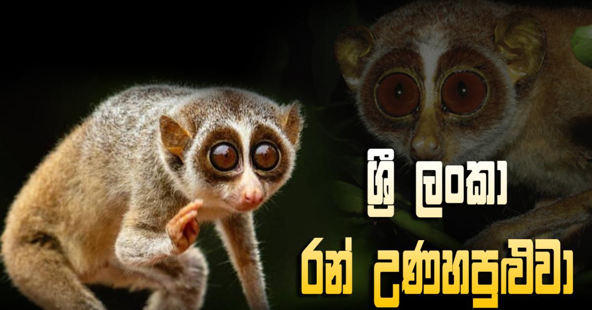 මිහිතලයට මොහොතක් - ශ්‍රී ලංකා රන් උණහපුළුවා | RVA