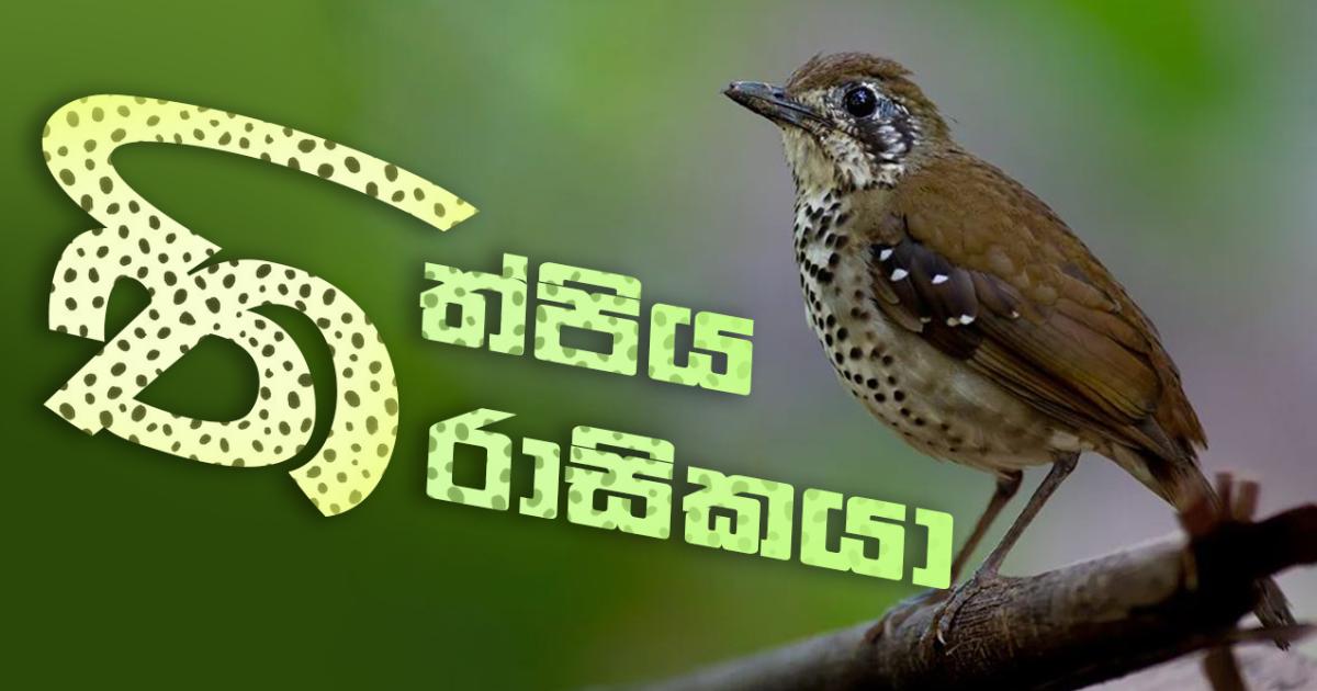 මිහිතලයට මොහොතක් - තිත්පිය තිරාසිකයා | RVA