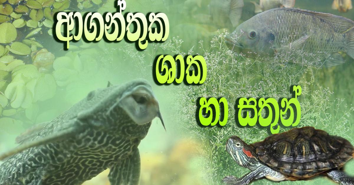 මිහිතලයට මොහොතක් - ආගන්තුක ශාක හා සතුන් | RVA